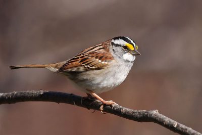 The White-throated Sparrow is one of the most commonly reported victims of window collisions